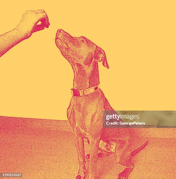 chocolate labrador retriever, vizsla mixed-breed dog in obedience training - vizsla stock illustrations