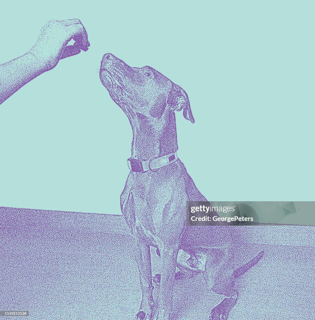 Chocolate Labrador Retriever, Vizsla Mixed-Breed dog in obedience training