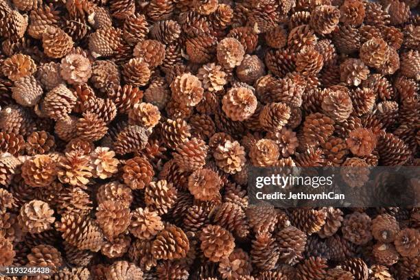 fullframe shot of pine cone background - pinecone bildbanksfoton och bilder