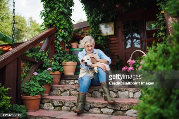 top view of senior woman with a dog sitting outdoors on farm, resting. - só uma mulher idosa - fotografias e filmes do acervo