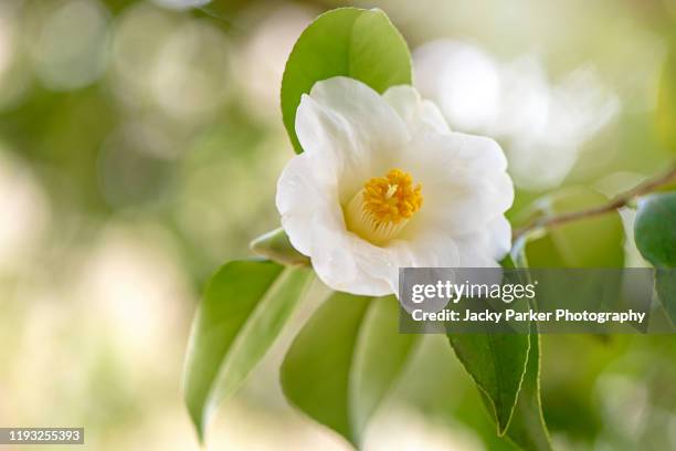 close-up im age of the beautiful spring flowering white camellia flower - tea crop - fotografias e filmes do acervo