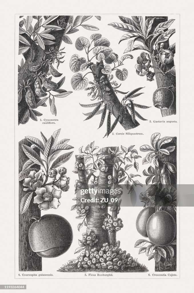 Cauliflory, wood engravings, published in 1900