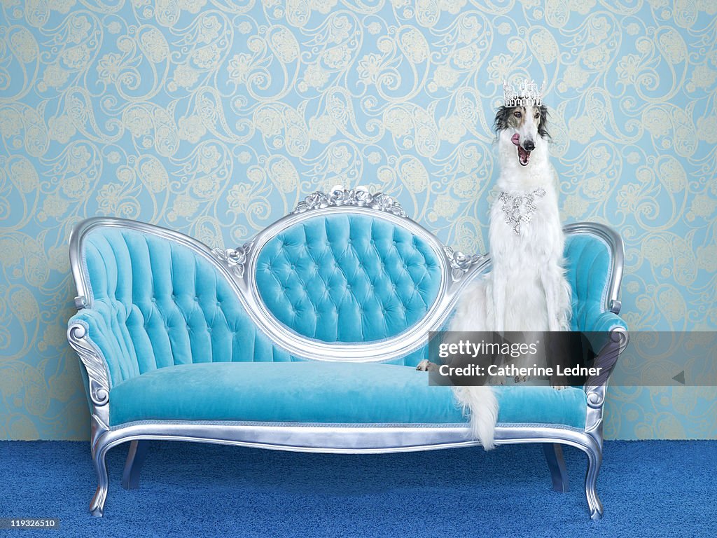 Borzoi (Canis lupus familiaris) on couch
