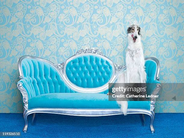 borzoi (canis lupus familiaris) on couch - high society ストックフォトと画像