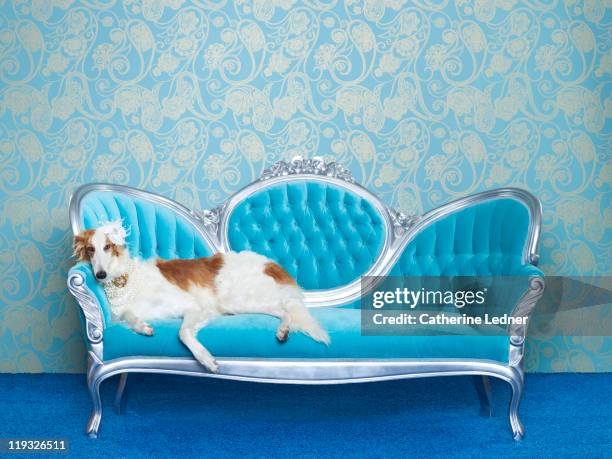 borzoi (canis lupus familiaris) on couch - chaise longue stockfoto's en -beelden