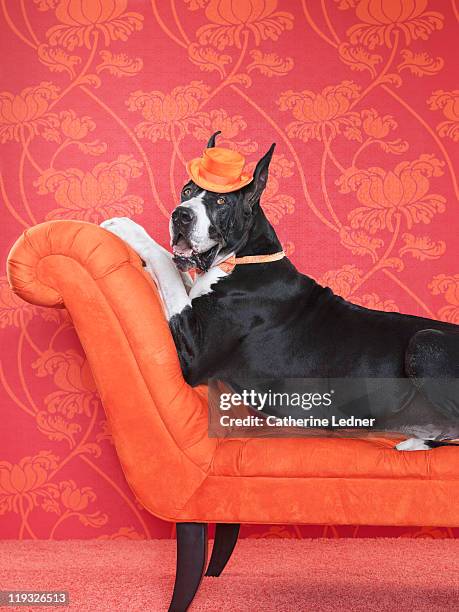 great dane (canis lupus familiaris) on couch - great dane inside stock pictures, royalty-free photos & images