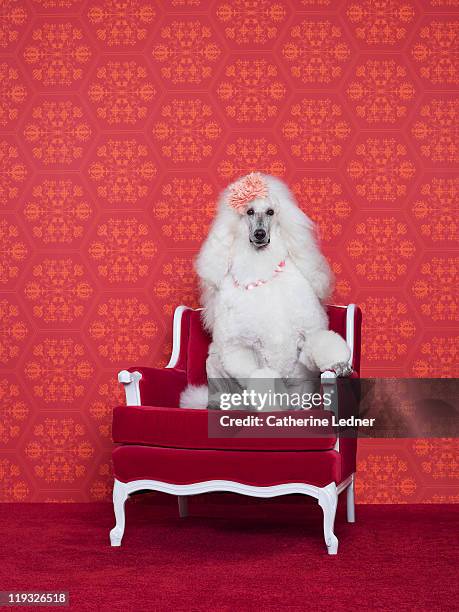 poodle (canis lupus familiaris) on couch - pampered pets stock-fotos und bilder