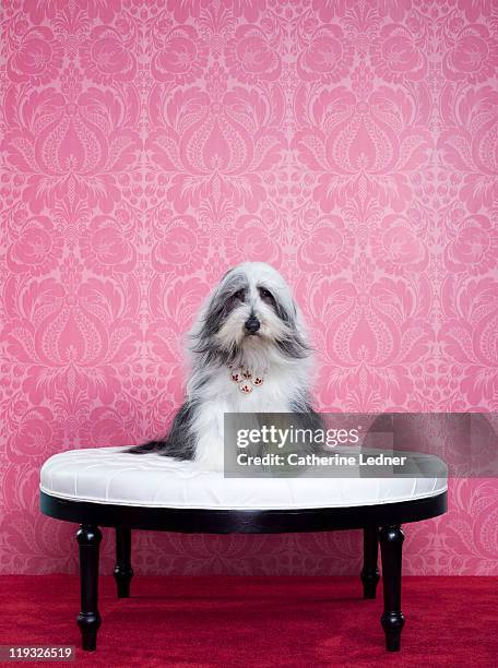 bearded collie (canis lupus familiaris) on chair - pampers stockfoto's en -beelden