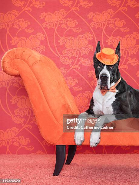 great dane (canis lupus familiaris) on couch - chaise longue stock pictures, royalty-free photos & images