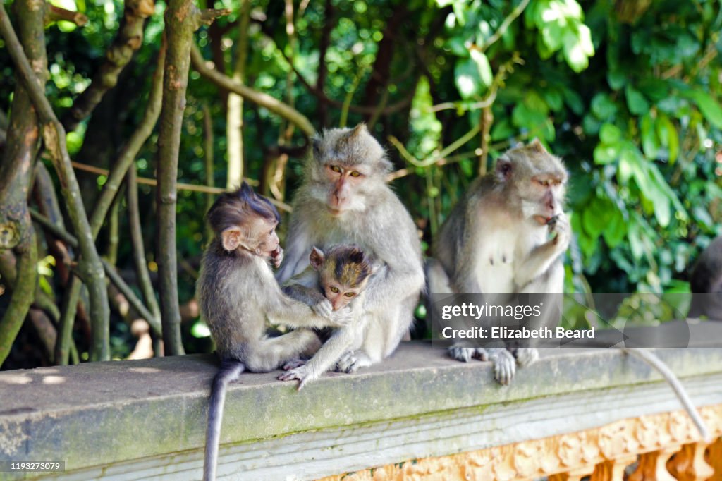 Wild temple monkeys in Bali