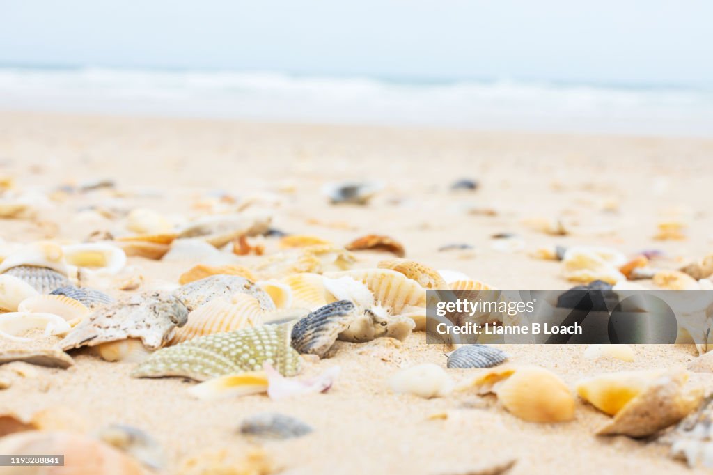 Shells, Sand & Surf