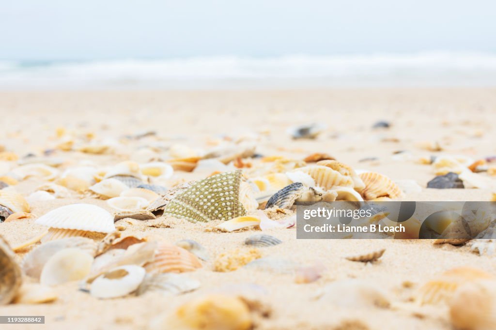 Seashells on the beach