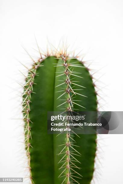 cactus - cactus white background stock-fotos und bilder