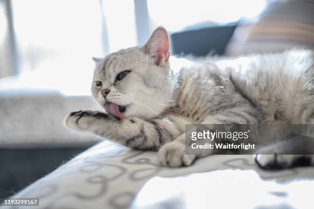 cat cleaning hair on sofa - feet lick bildbanksfoton och bilder