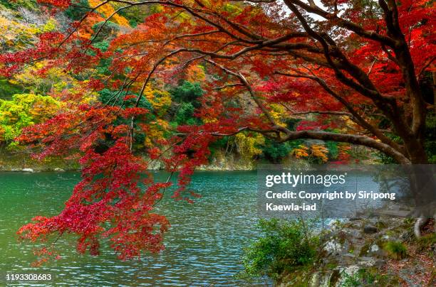 colorful autumn foliages near the katsura river in arashiyama, kyoto, japan. - arashiyama stock pictures, royalty-free photos & images