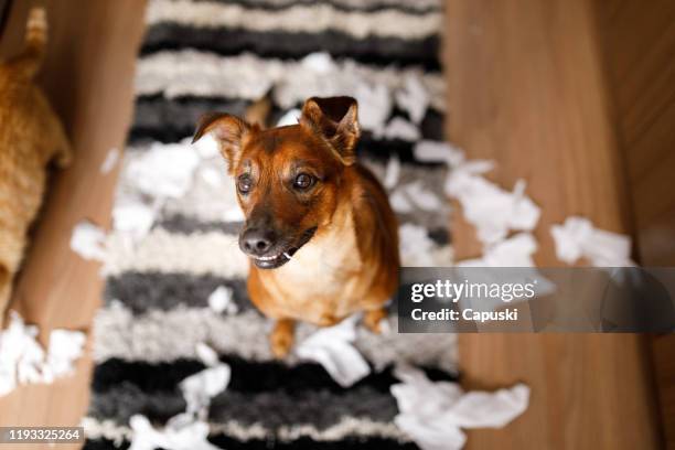 Dog Ripping Craft Dog Ripping Paper Photos and Premium High Res Pictures - Getty Images