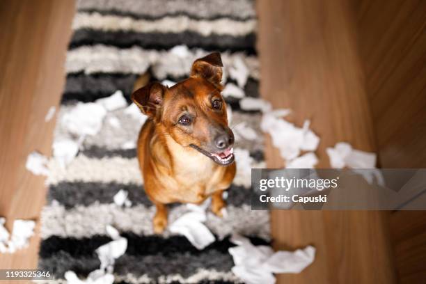 dog proud of it's mess - mischief stock pictures, royalty-free photos & images