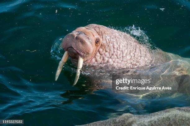 walrus (odobenus rosmarus divergens) - ジュゴン ストックフォトと画像