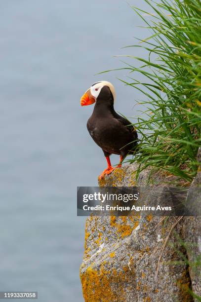 tufted puffin (fratercula cirrhata) - tufted puffin stock pictures, royalty-free photos & images