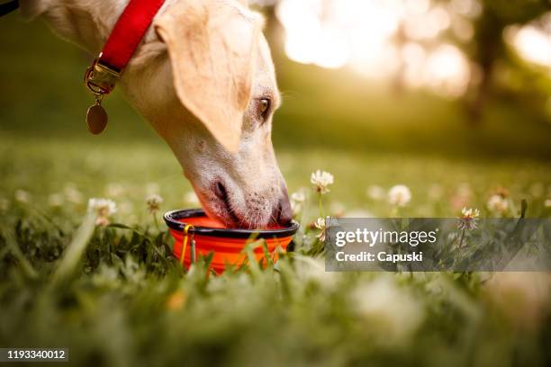 公園の飲料水で犬 - 犬　水 ストックフォトと画像