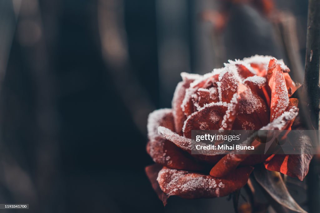 Florida Roses Frozen Frozen Rose High-Res Stock Photo - Getty Images