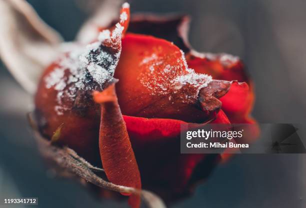 Florida Roses Frozen Frozen Roses Photos and Premium High Res Pictures - Getty Images