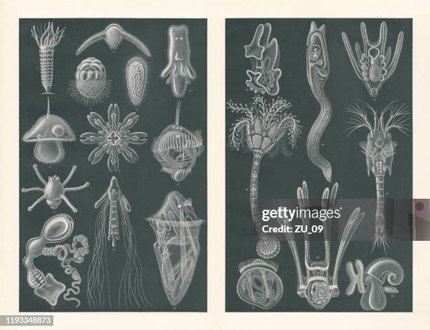 stockillustraties, clipart, cartoons en iconen met zee larven, raster prenten, gepubliceerd in 1900 - sea urchin