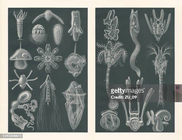sea larvae, raster prints, published in 1900 - ribbon worm stock illustrations