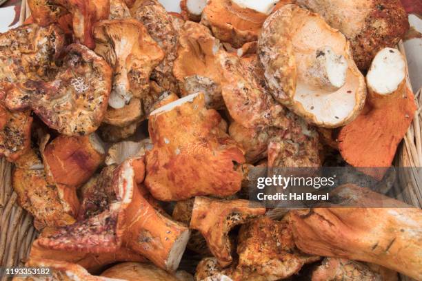 lobster muschrooms for sale - hypomyces-lactifluorum fotografías e imágenes de stock