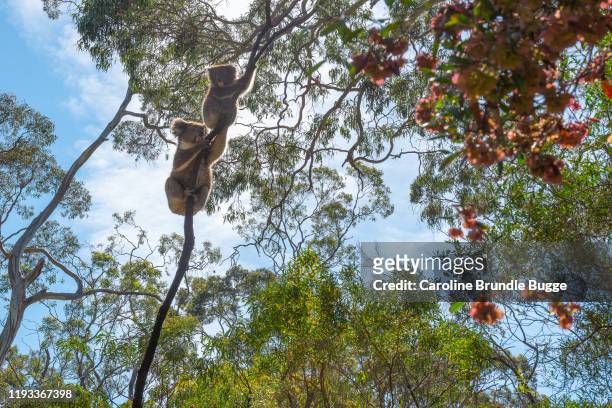 koalas, belair national park, adelaide, australie - koala bear photos et images de collection