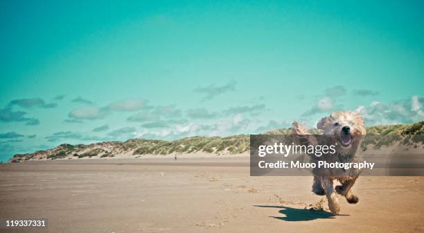 freddie - dogs in sand stock pictures, royalty-free photos & images