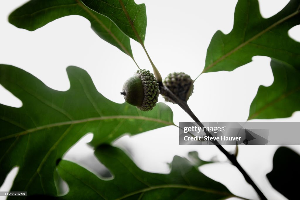 Oak tree with 2 nuts