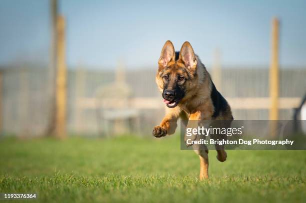 portrait of a dog in a barn - german shepherd stock pictures, royalty-free photos & images