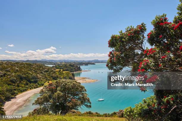 mahurangi regional park near auckland - new zealand christmas stock pictures, royalty-free photos & images