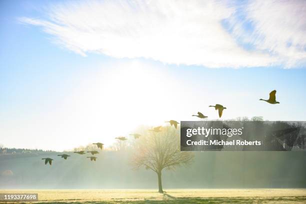 birds flying against a bright sky - formation flying stock pictures, royalty-free photos & images