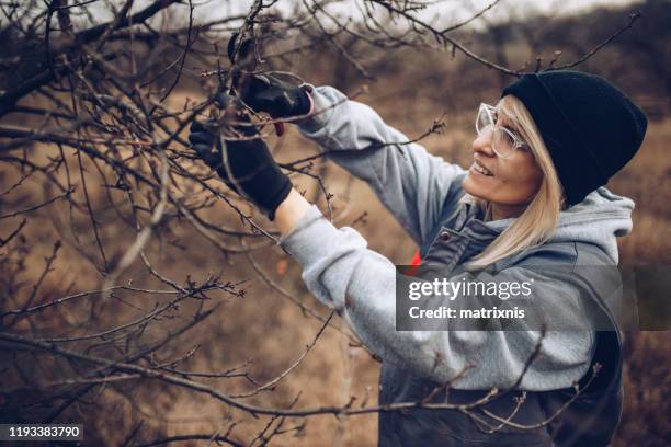 mature female working in her orchard, early winter pruning - january imagens e fotografias de stock