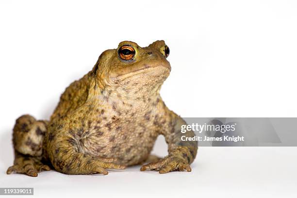 common toad - common toad stock pictures, royalty-free photos & images