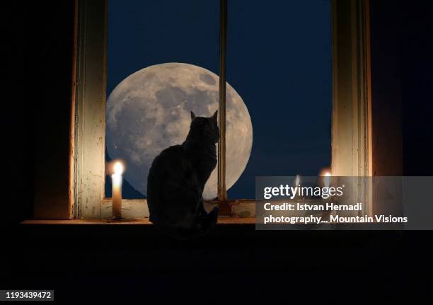 cat in a window looking at the moon - cat on the moon stockfoto's en -beelden