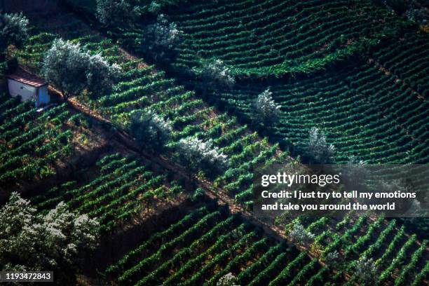 douro valley, portugal, europe - porto portugal food stock pictures, royalty-free photos & images