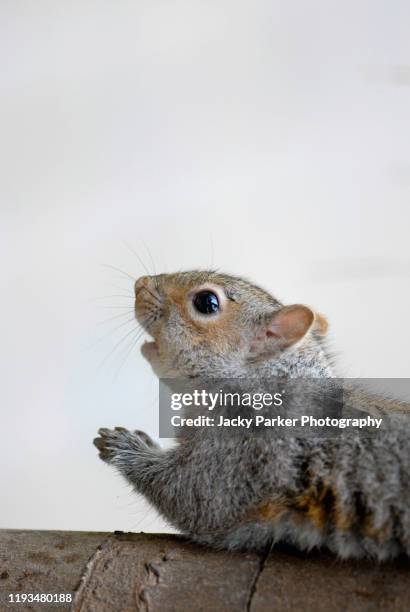 close-up image of the eastern gray squirrel, also known as the grey squirrel on a branch of a tree praying - plain background please stock-fotos und bilder