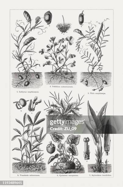 geocarp plants, wood engravings, published in 1900 - broad beans stock illustrations