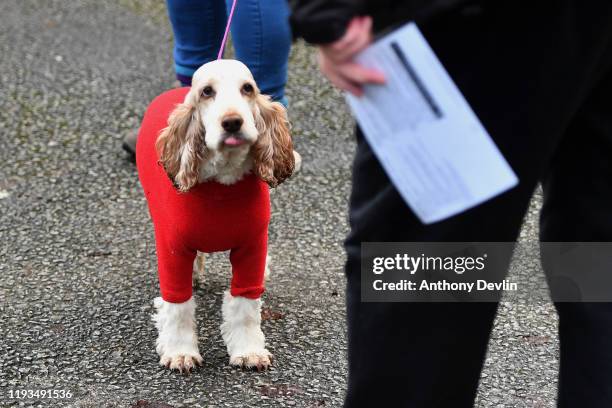 Dog wearing a red suit accompanies its owner to a polling station in Stalybridge on December 12, 2019 in Manchester, United Kingdom. The current...