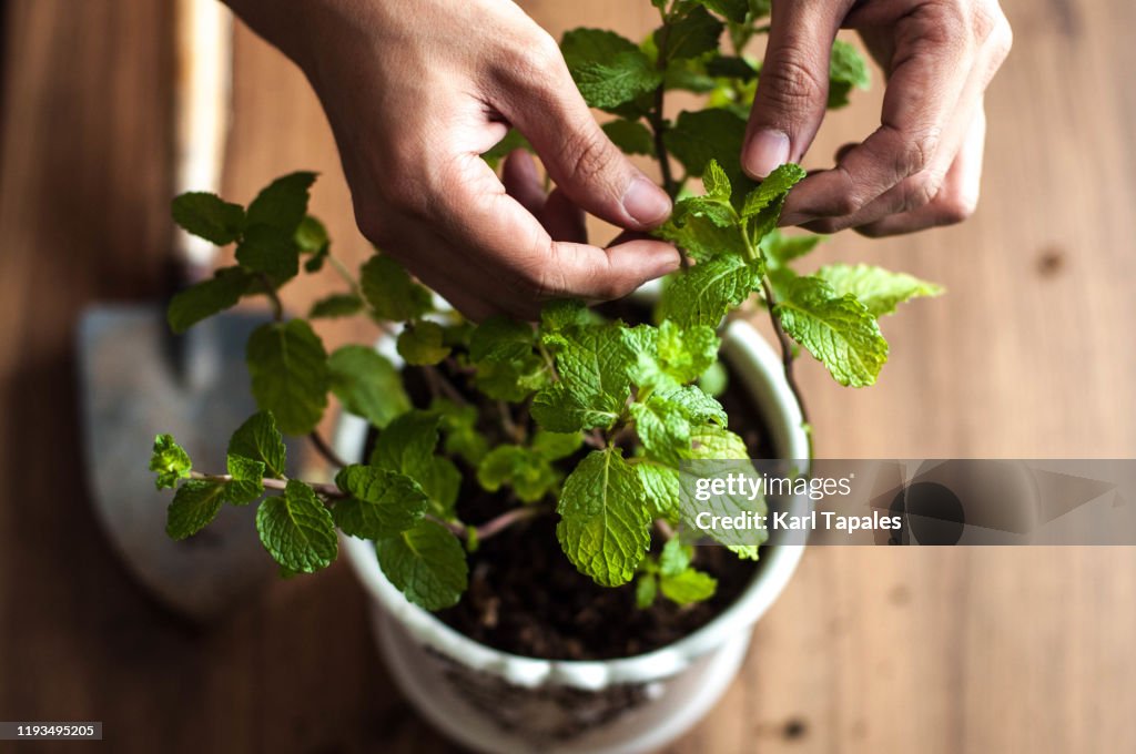 A young person is tending a mint plant indoor