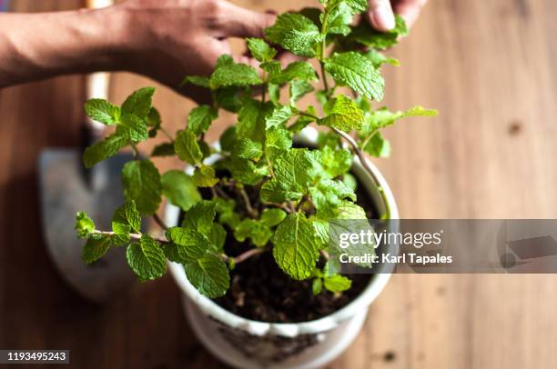 a close up view of a young person picking up mint leaves - menthe fraîche culinaire photos et images de collection