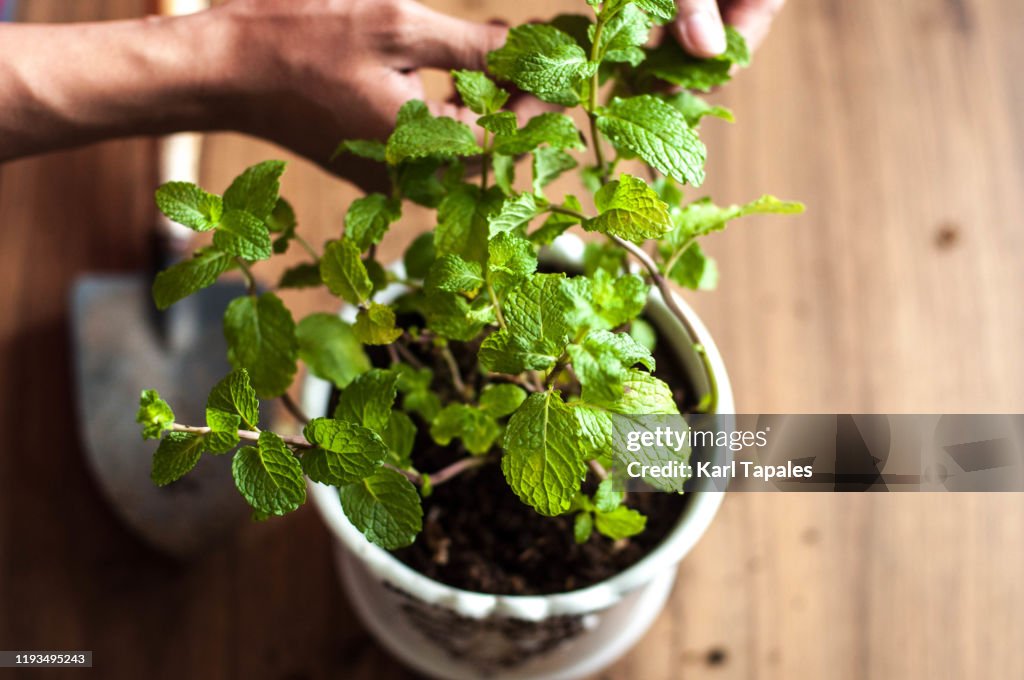 A close up view of a young person picking up mint leaves