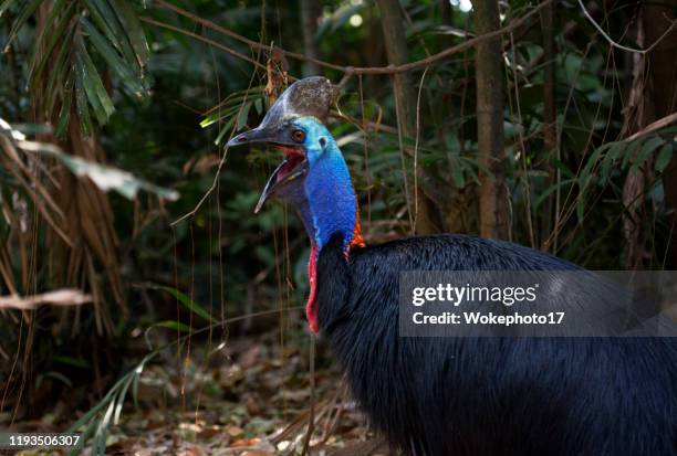 side view of cassowary - cassowary stock-fotos und bilder