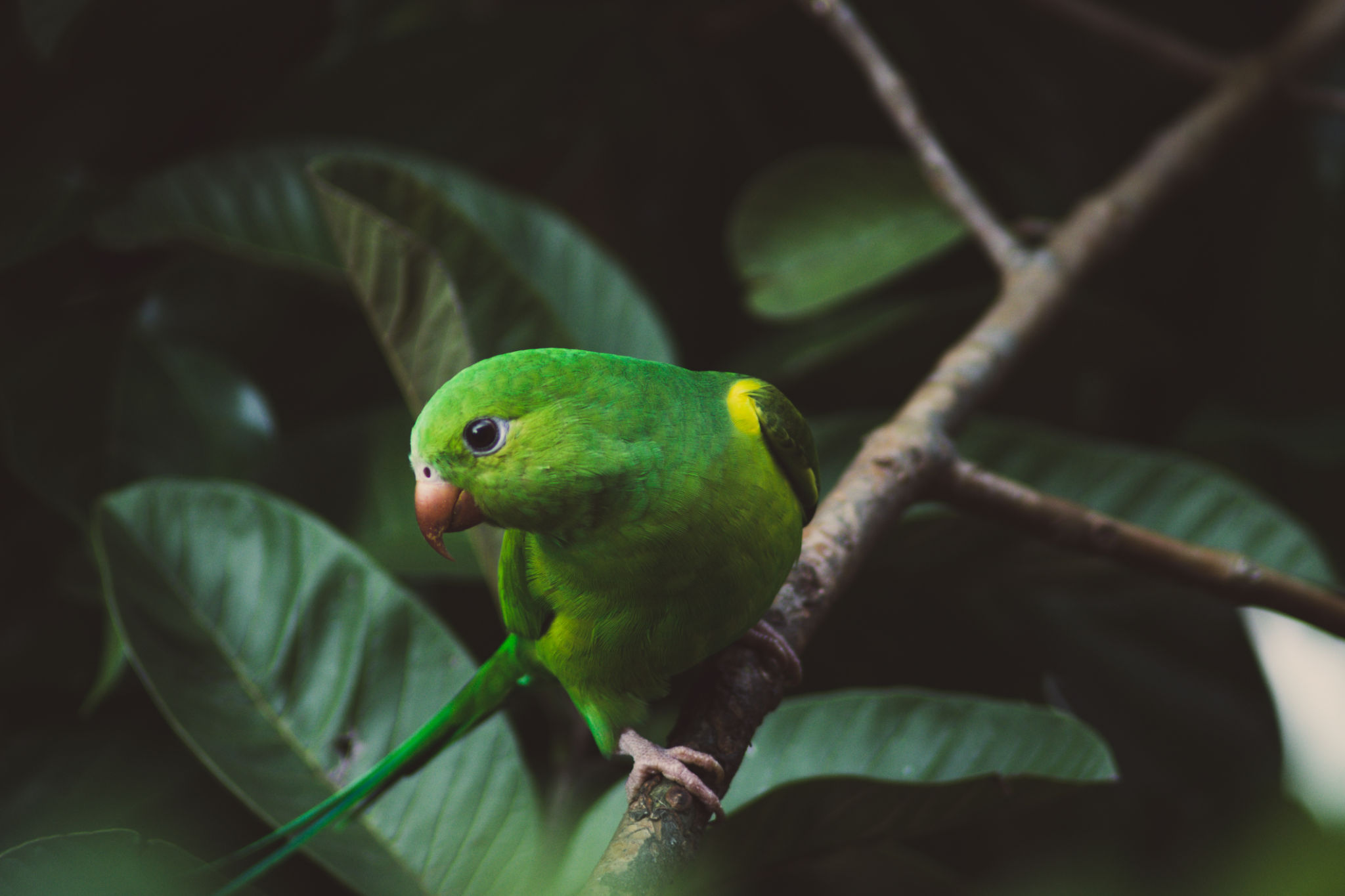 biodiversity Brazil