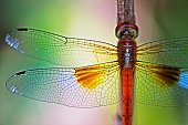 Dragonfly and transparent wings on branch.