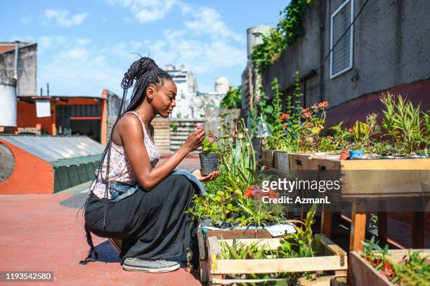 lachende afrikaanse vrouw het controleren van plantengroei in daktuin - buenos aires rooftop stockfoto's en -beelden