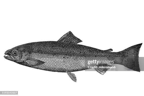 salmon fish. antique illustration, popular encyclopedia published 1894. copyright has expired on this artwork - lachs stock-fotos und bilder